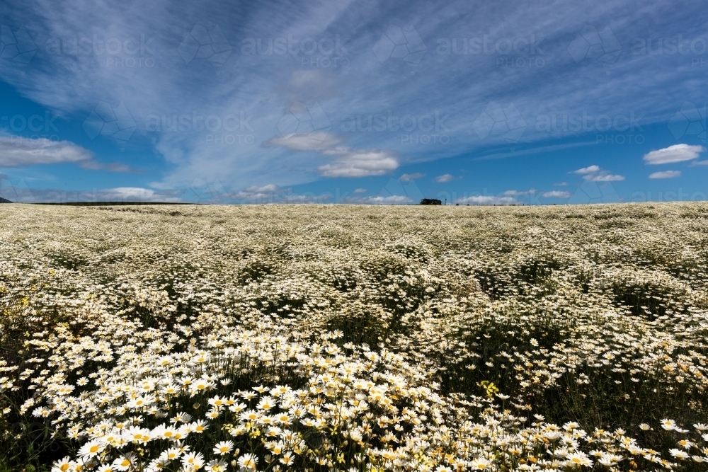 Field of white daisies under a blue sky with streaked clouds. - Australian Stock Image