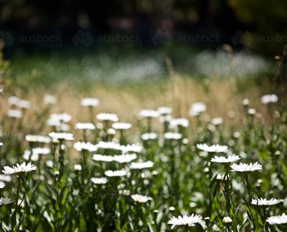 Field of white flowers in the full sun - Australian Stock Image