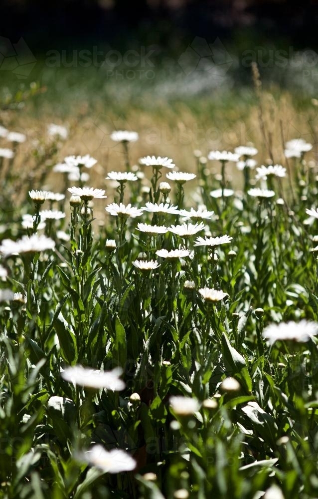 Field of white flowers in the full sun, in profile - Australian Stock Image