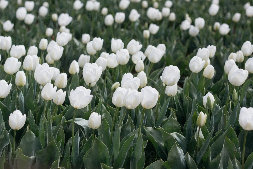 Field of white tulips with green leaves - Australian Stock Image