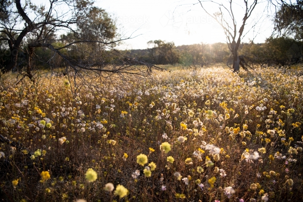 Field of wildflowers at dawn - Australian Stock Image