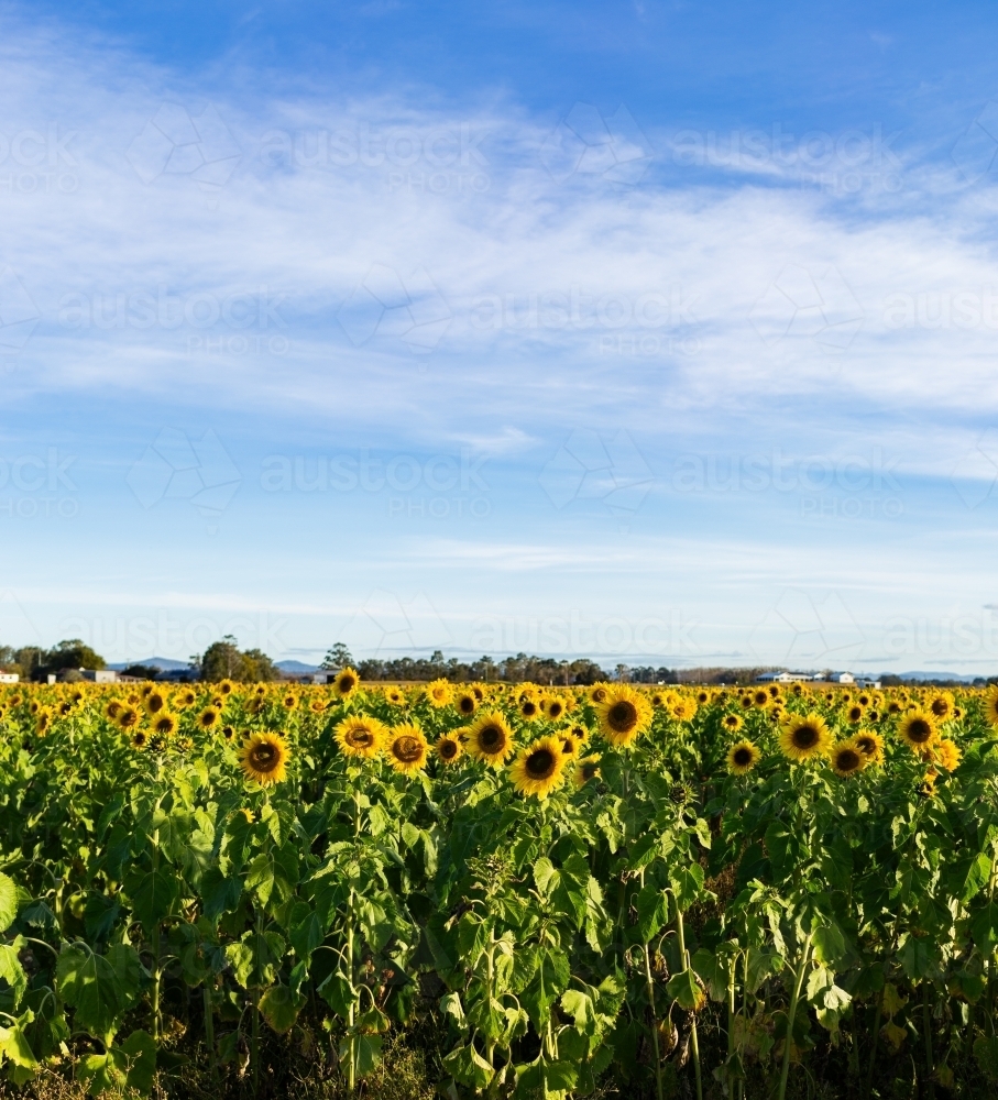 Field of yellow sunflower plants under blue sky - Australian Stock Image