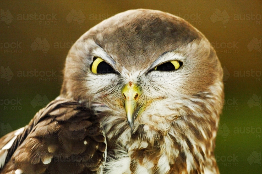 Fierce looking Barking Owl. - Australian Stock Image