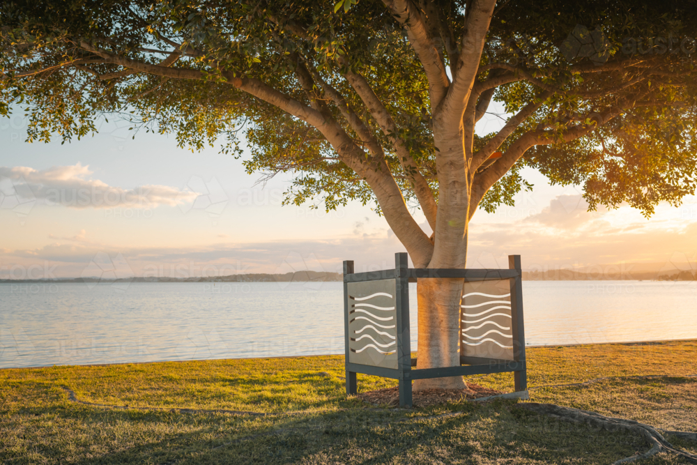 Fig tree on the shoreline of Lake Macquarie at sunset - Australian Stock Image