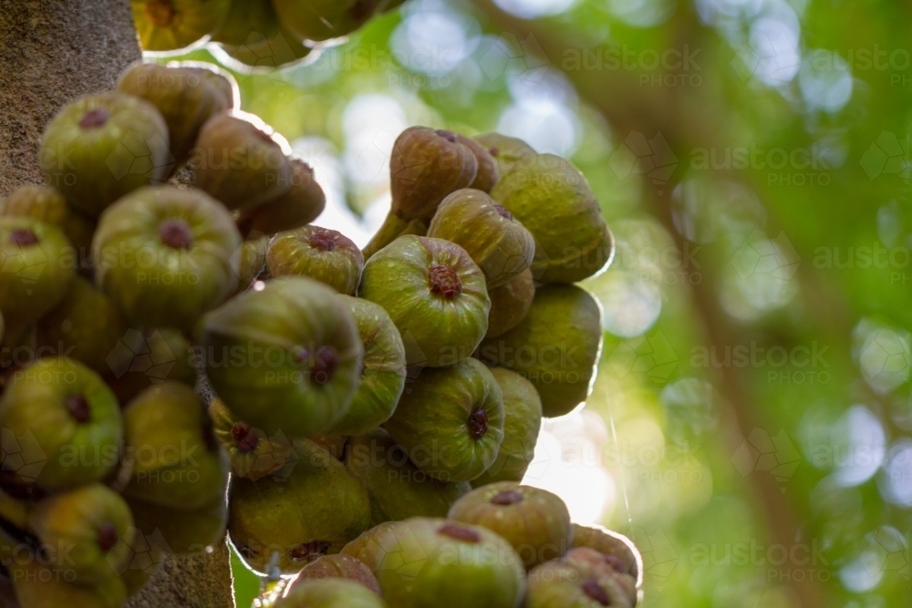 Fig tree with fruit - Australian Stock Image