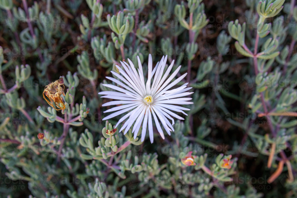 fine white flower on succulent ground cover - Australian Stock Image