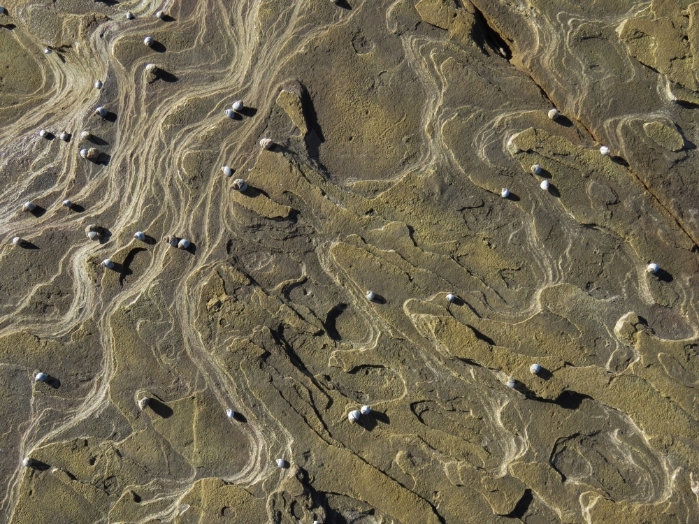 Finely layered sedimentary tidal rock platform with whelks - Australian Stock Image