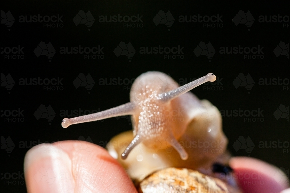 Fingers holding snail by shell pest removal - Australian Stock Image