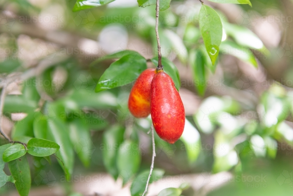 Fingersop bush tucker fruit - Australian Stock Image