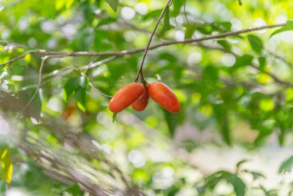 Fingersop bush tucker fruit - Australian Stock Image
