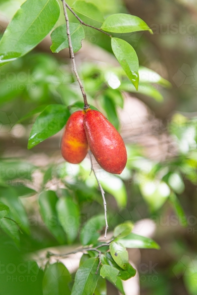 Fingersop bush tucker fruit - Australian Stock Image
