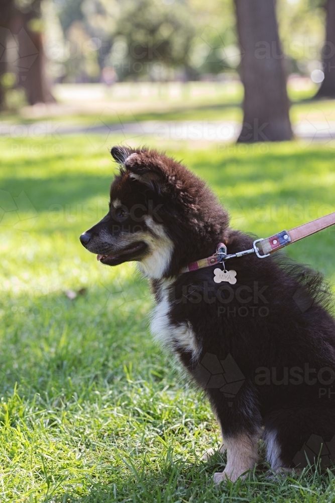 Finnish Lapphund puppy dog at the park - Australian Stock Image