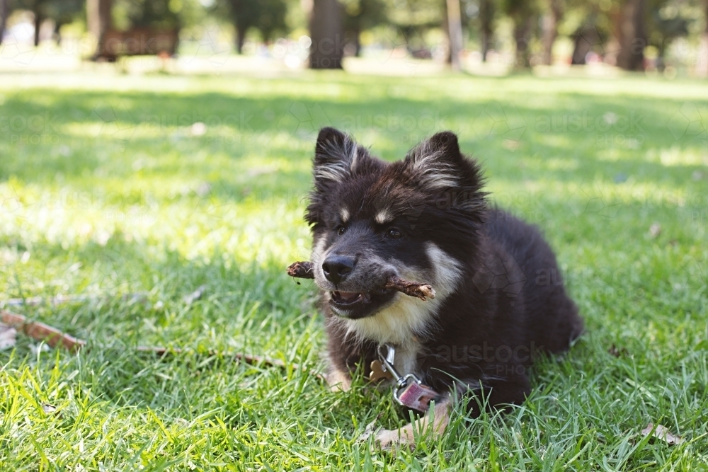 Finnish Lapphund puppy dog at the park - Australian Stock Image