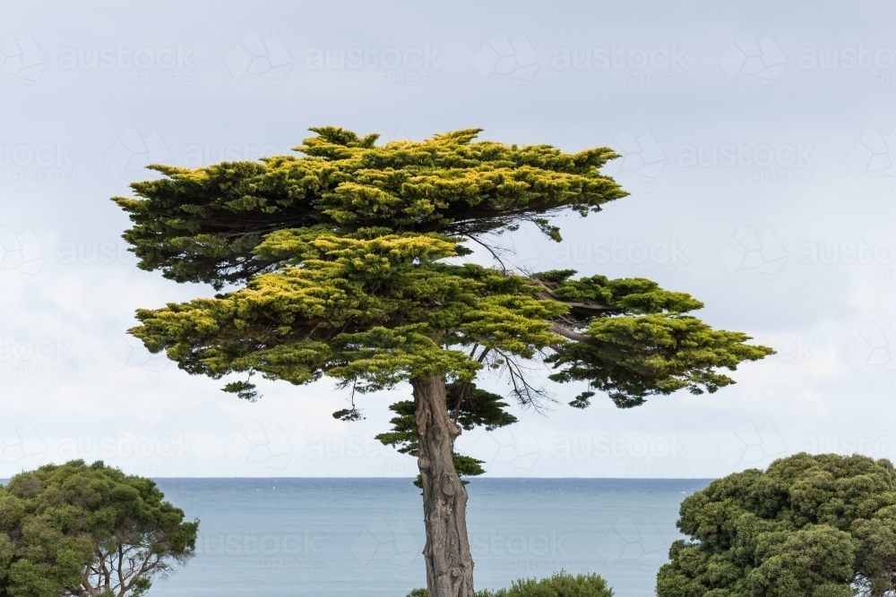 Fir tree on the foreshore at a coastal location - Australian Stock Image