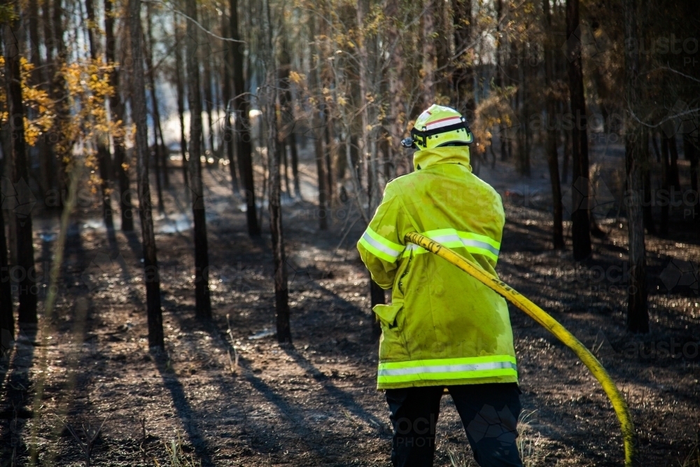 Image of Fire and rescue worker with hose in trees putting out a grass ...