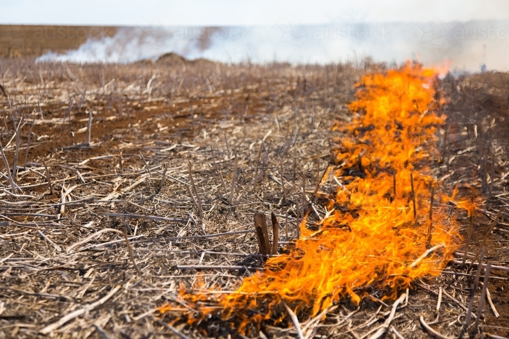 Fire burning a canola windrow - Australian Stock Image