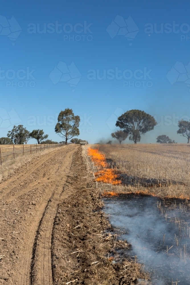 Image of Fire burning a canola windrow to remove weed seed burden
