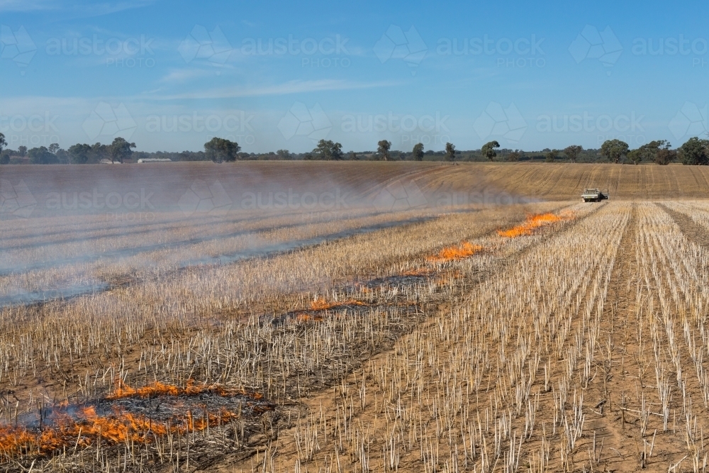 Image of Fire burning a canola windrow to remove weed seed burden