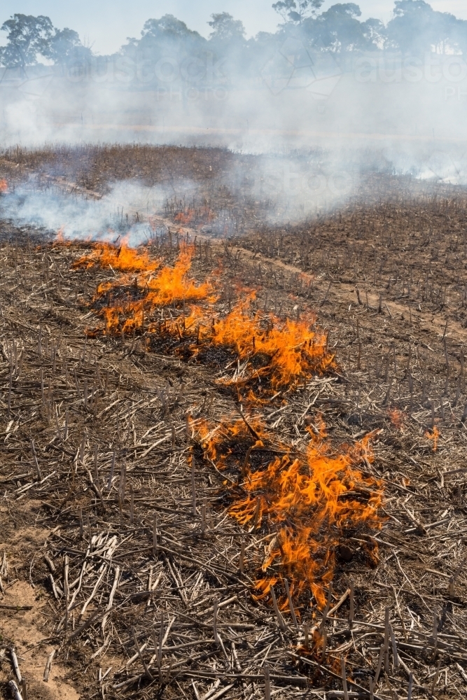Image of Fire burning a canola windrow to remove weed seed burden