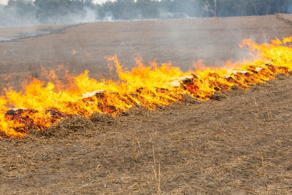 Fire burning along a windrow of straw in a paddock - Australian Stock Image