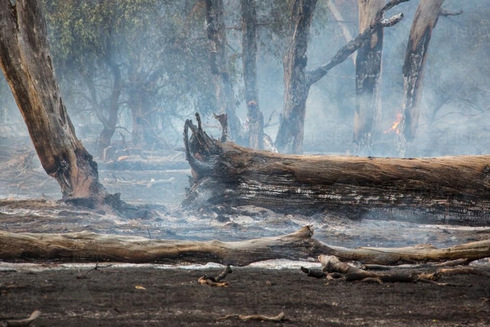 Fire burning in remnant vegetation - Australian Stock Image