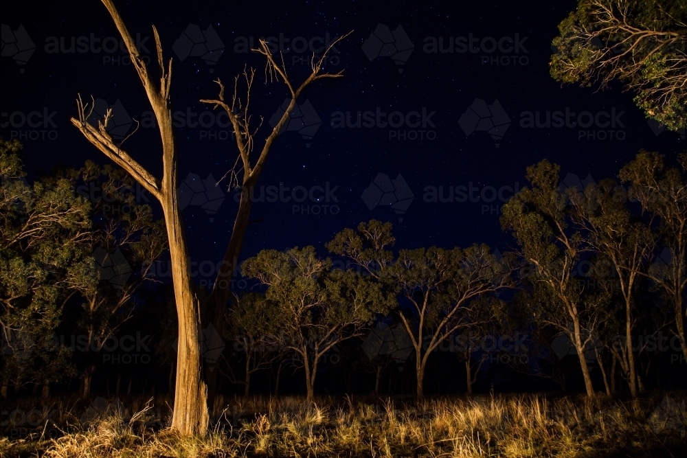 Firelit trees in the bush at night with stars - Australian Stock Image