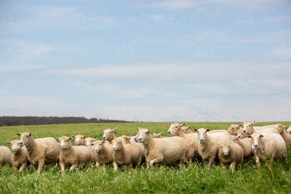 First cross ewes and lambs in a grassy pasture paddock - Australian Stock Image