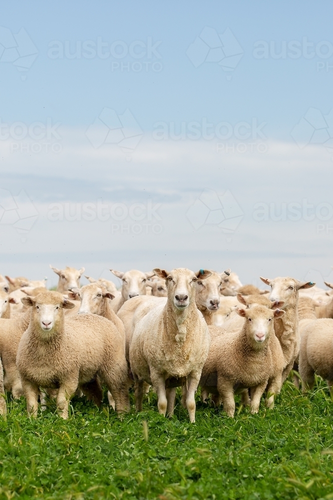 First cross ewes and lambs in a paddock - Australian Stock Image