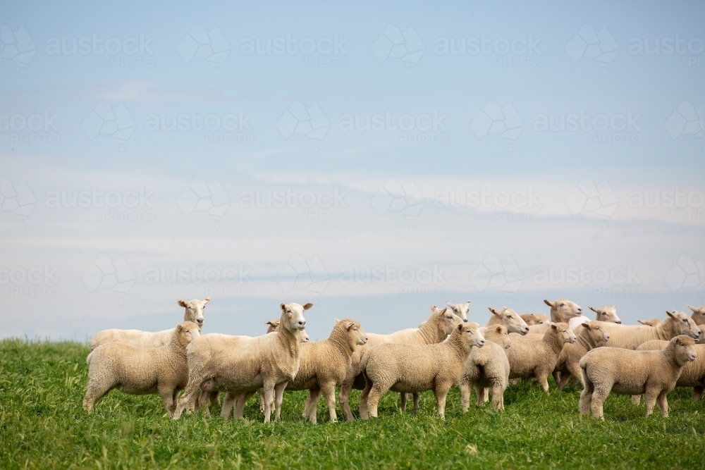 First cross ewes and lambs in a pasture paddock - Australian Stock Image