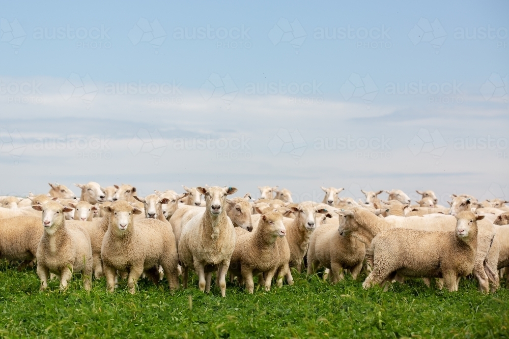 First cross ewes and lambs in a pasture paddock - Australian Stock Image