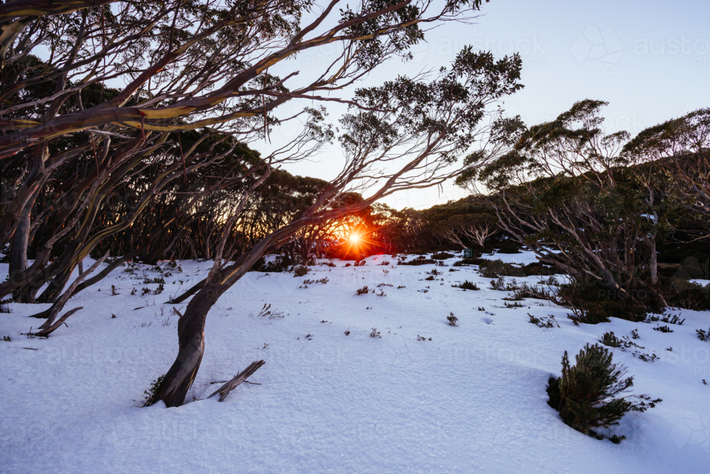 First light as sunrise occurs casting warm winter light on surrounding snow gum trees - Australian Stock Image