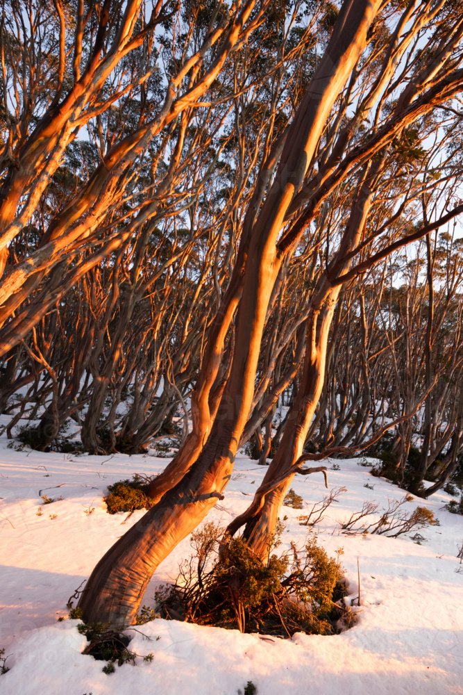 First light as sunrise occurs casting warm winter light on surrounding snow gum trees - Australian Stock Image