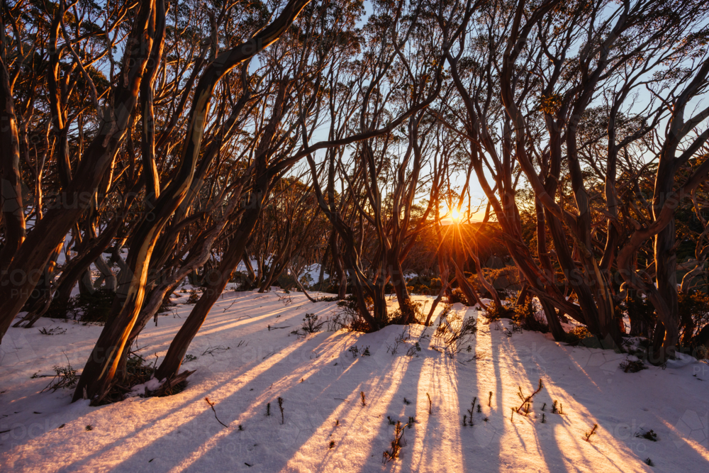 First light as sunrise occurs casting warm winter light on surrounding snow gum trees - Australian Stock Image