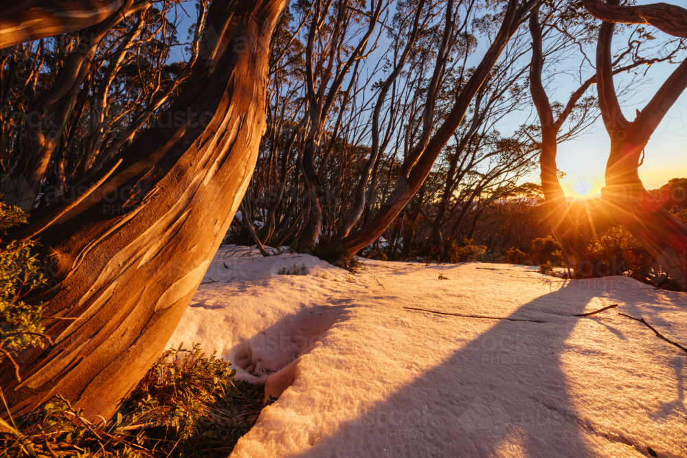First light as sunrise occurs casting warm winter light on surrounding snow gum trees - Australian Stock Image