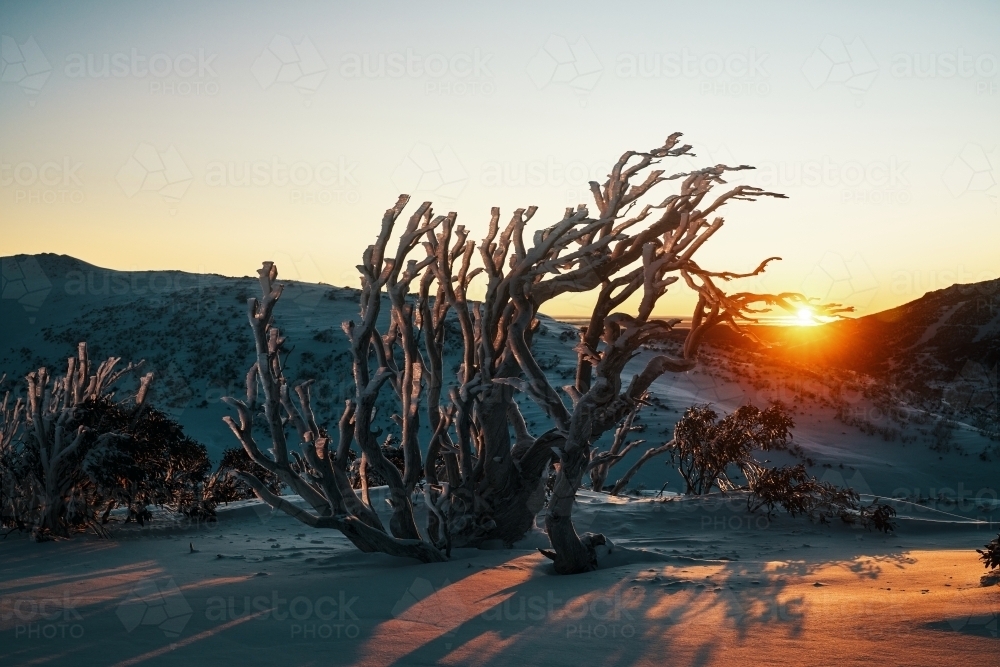 First light sunrise looking through icicle covered snow gums - Australian Stock Image