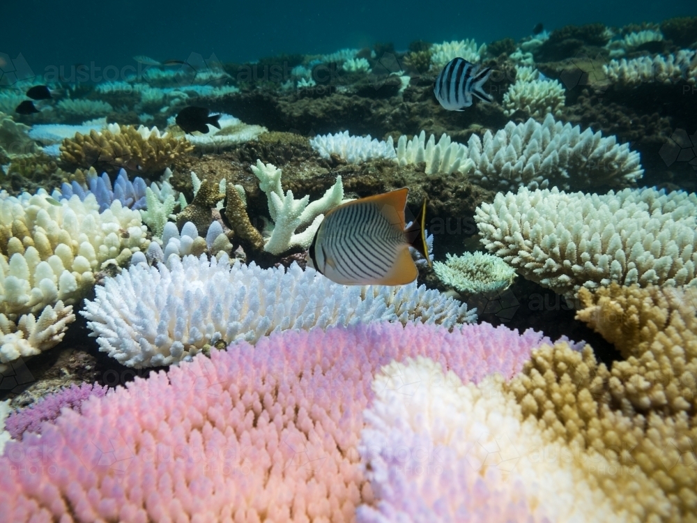 Fish and coloured coral on the Great Barrier Reef - Australian Stock Image