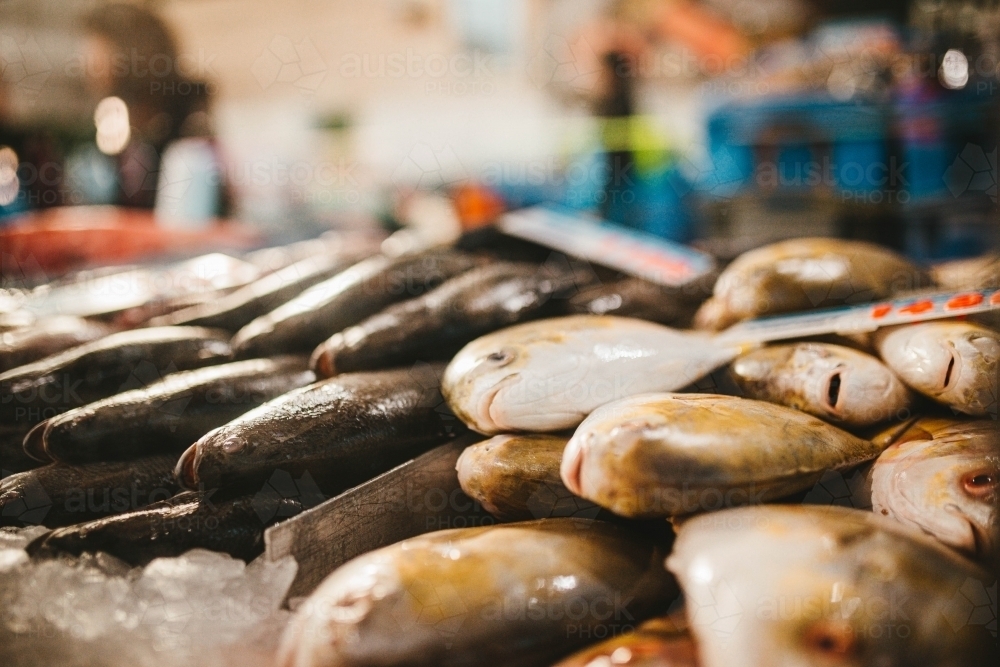 Image of Fish for sale at Flemington Farmers Market in Sydney