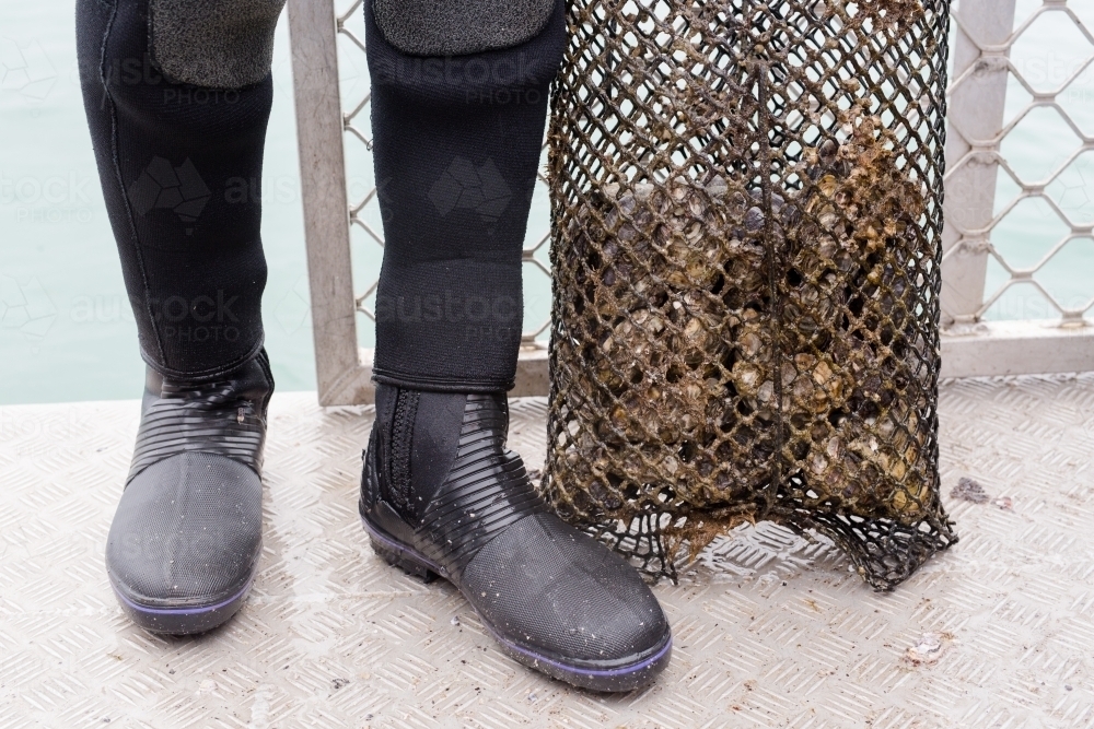 fisherman legs alongside a bag of pacific oysters - Australian Stock Image