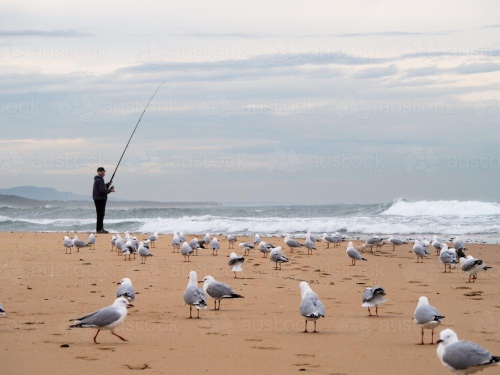 Fisherman on a beach with many seagulls and waves - Australian Stock Image