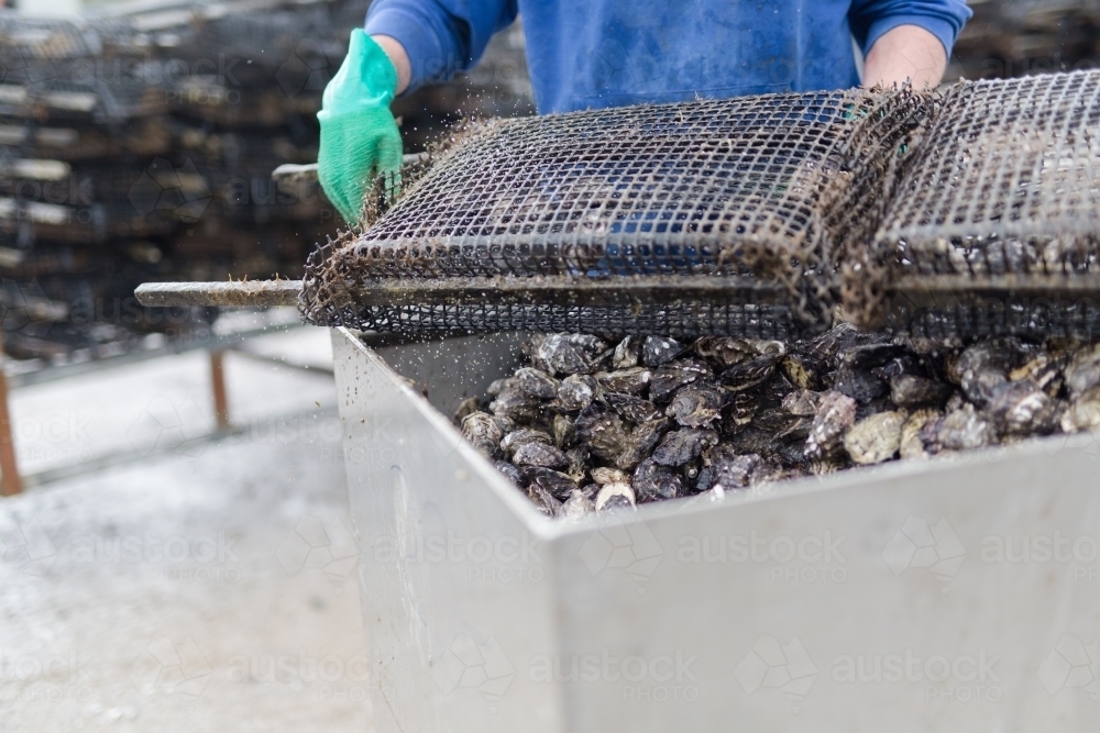 Image of fisherman taking Pacific oysters out of a growing basket