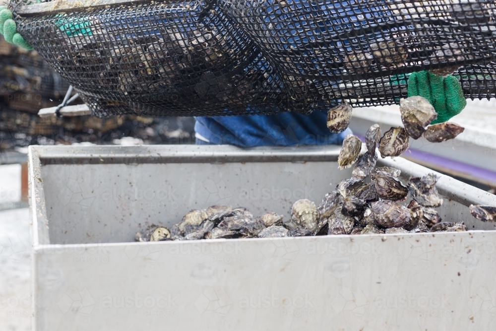 Fisherman tipping Pacific oysters out of a growing basket - Australian Stock Image