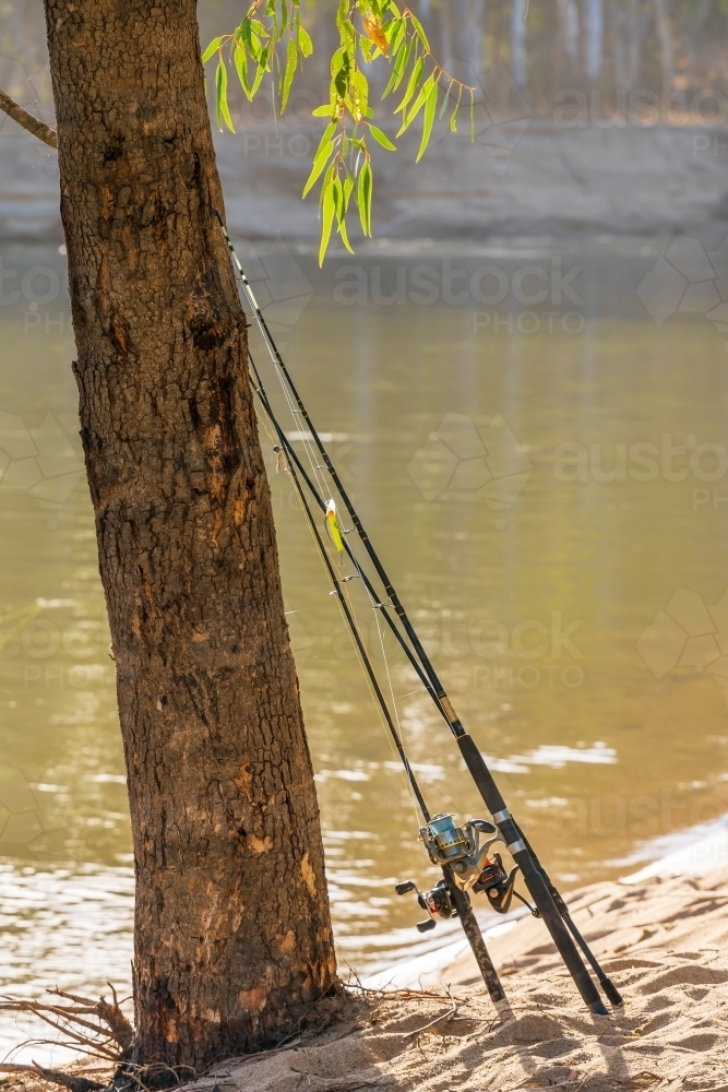 Fishing rods leaning against a tree on the banks of a river - Australian Stock Image