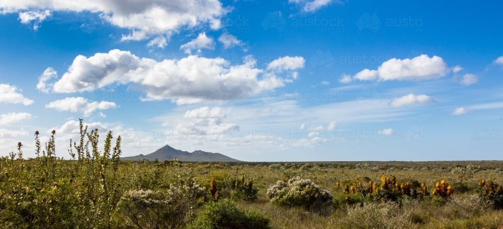 Fitzgerald River National Park, biodiversity hotspot, with native shrubs and wild flowers. - Australian Stock Image