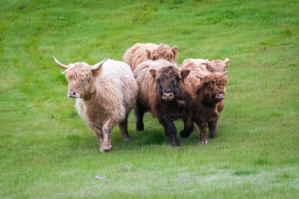 Five brown highland cows walking together in green pasture - Australian Stock Image