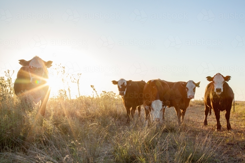 Five cows in a farm paddock at sunset - Australian Stock Image