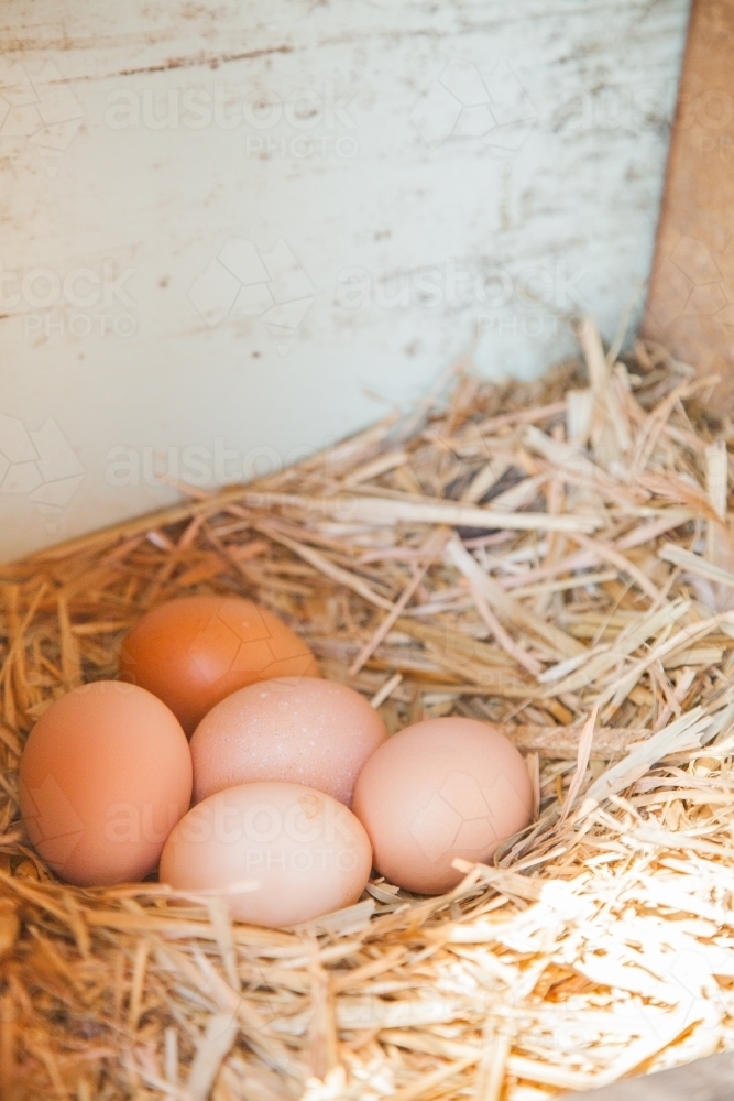 Five ISA Brown hen eggs in a nest box - Australian Stock Image