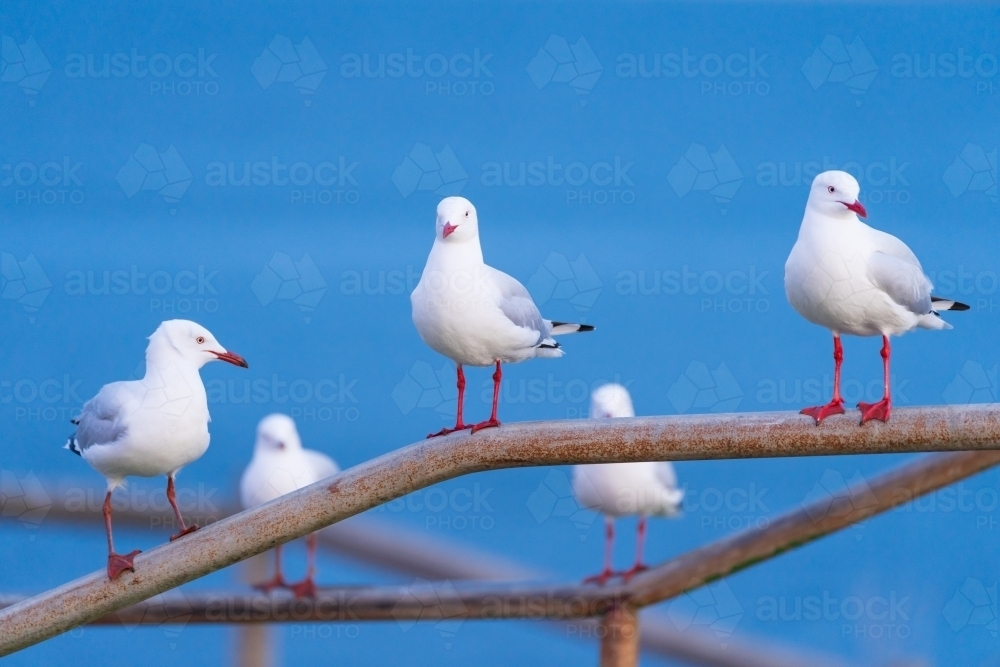 Five seagulls perched on railing in front of a blue sky - Australian Stock Image