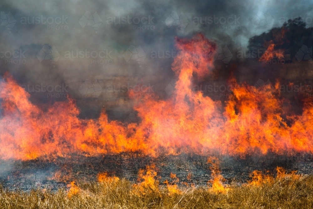 Image of Flames burning canola stubble windrows and grass Austockphoto