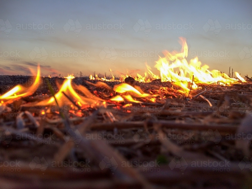 Flames creeping through dry grass - Australian Stock Image