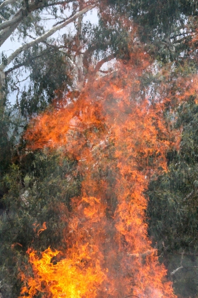 Flames from bonfire in front of gum tree - Australian Stock Image